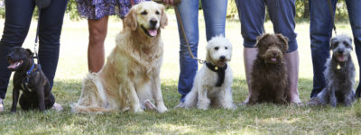 Get to know Man’s Best Friend with a Dog Training Course