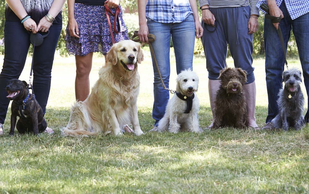 Get to know Man’s Best Friend with a Dog Training Course