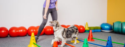 Dog Training Classes