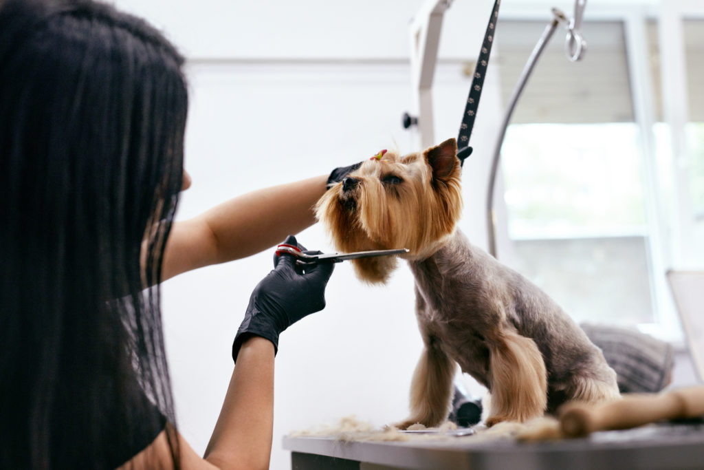 Pet Care And Grooming Courses