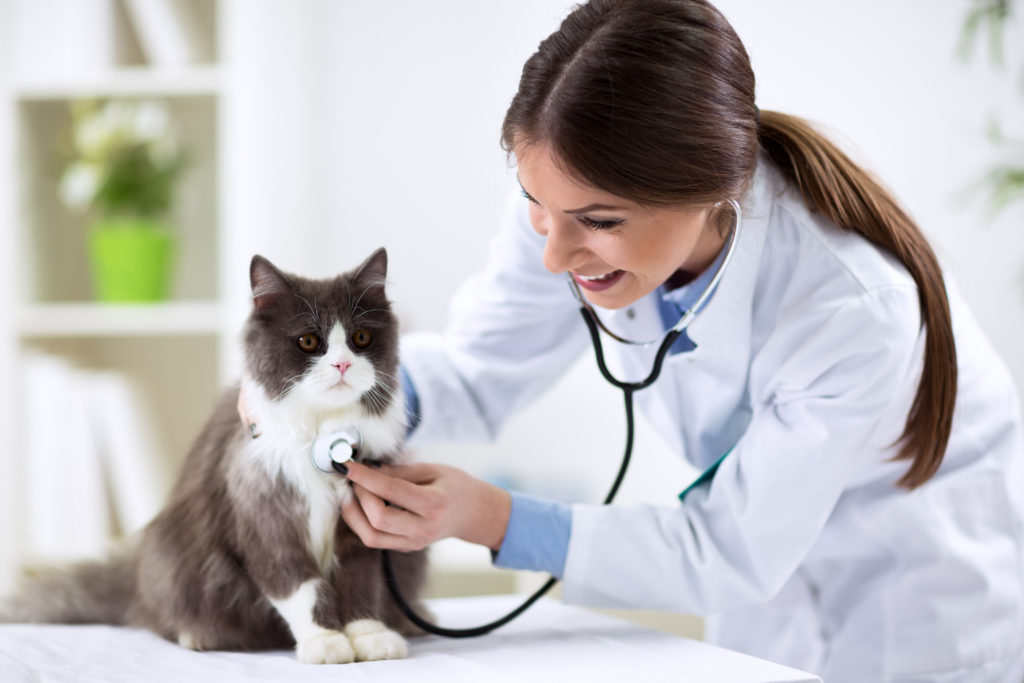 Veterinary and Animal Care Courses