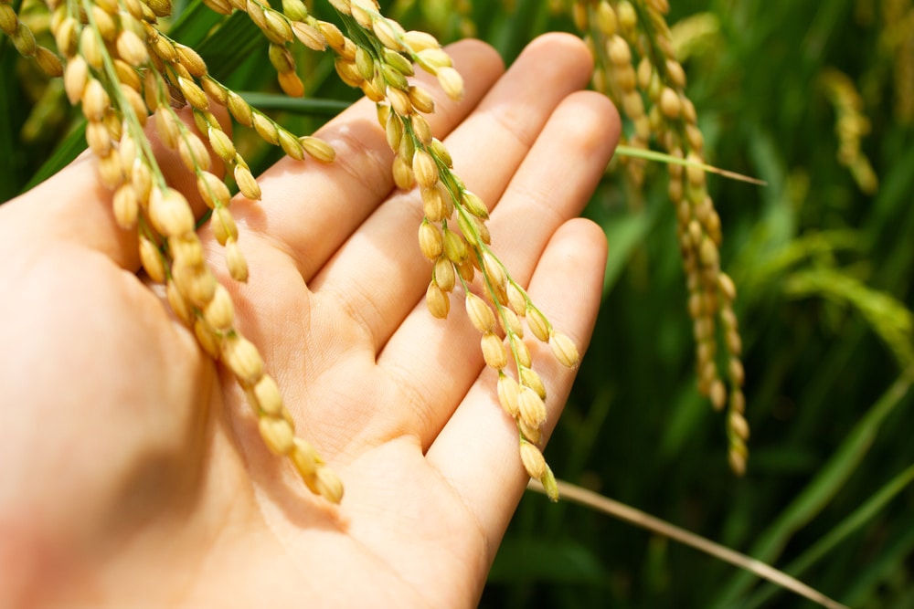 Crops and Cover Crop Cultivations – June in Teagasc Oak Park