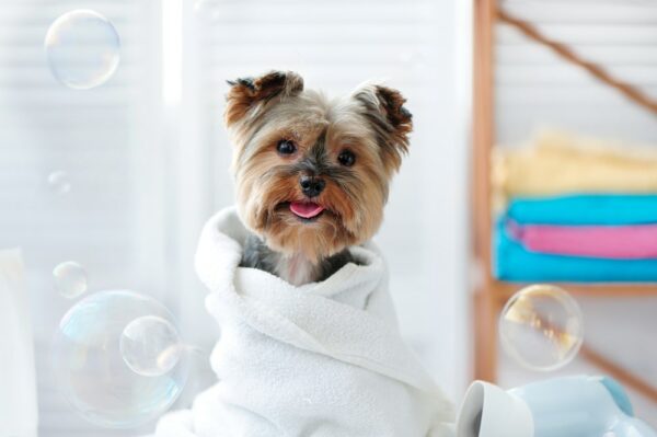 OCNNI Level 3 Diploma in Commercial Dog Grooming, Animal Welfare and Salon Management
