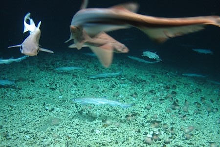 Marine Institute’s Free Oceans of Learning Online Series