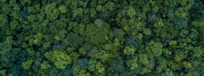 Excellence in Forest Management Scholarship