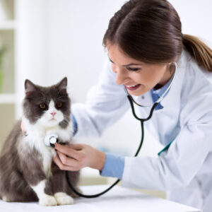 veterinary and animal care courses